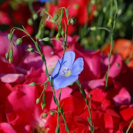 B+B Passifleur Delémont エクステリア 写真