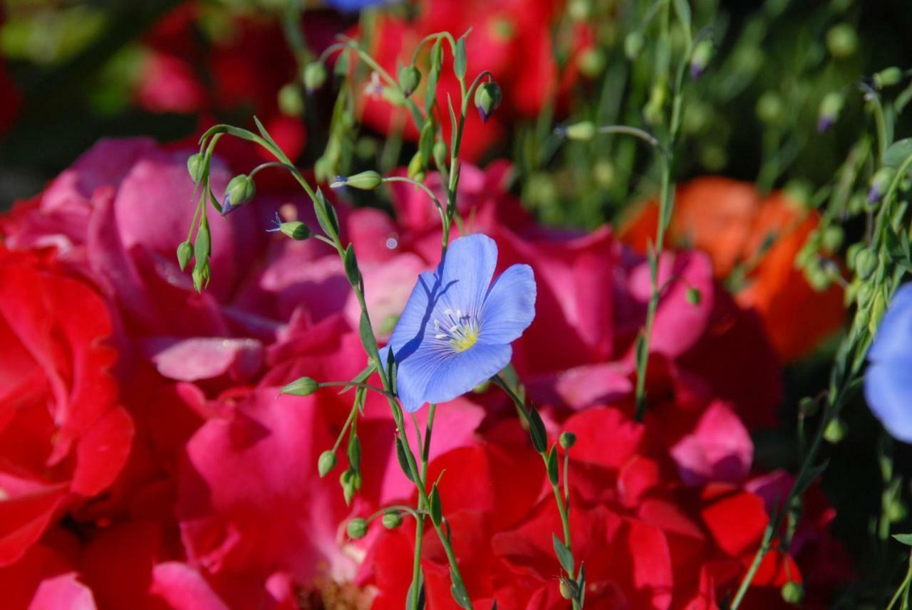 B+B Passifleur Delémont エクステリア 写真